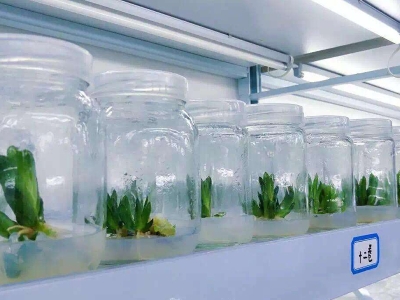 組培室,培養架
