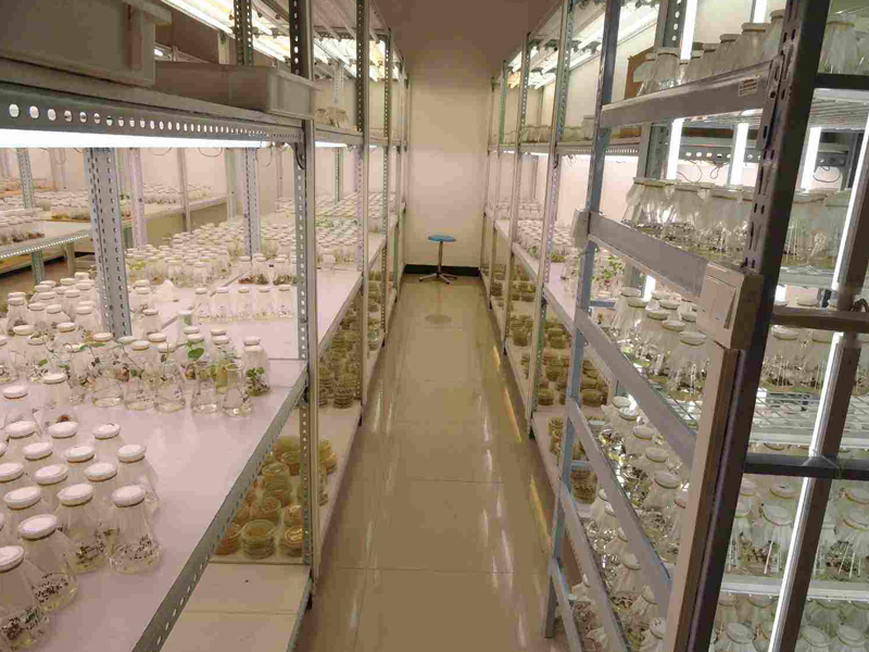 組培室,植物組織培養