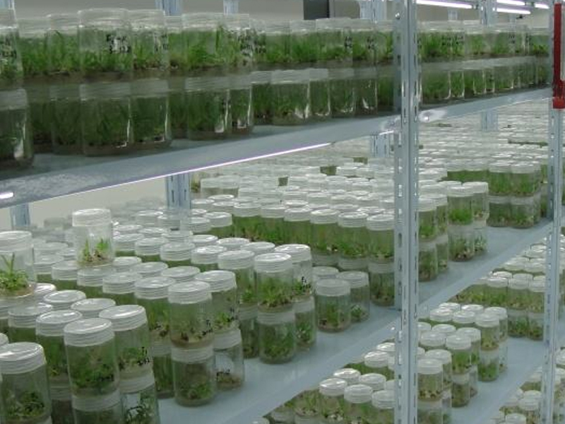 組培室4 組培室4