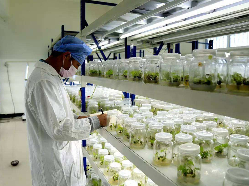 植物組織培養,組培