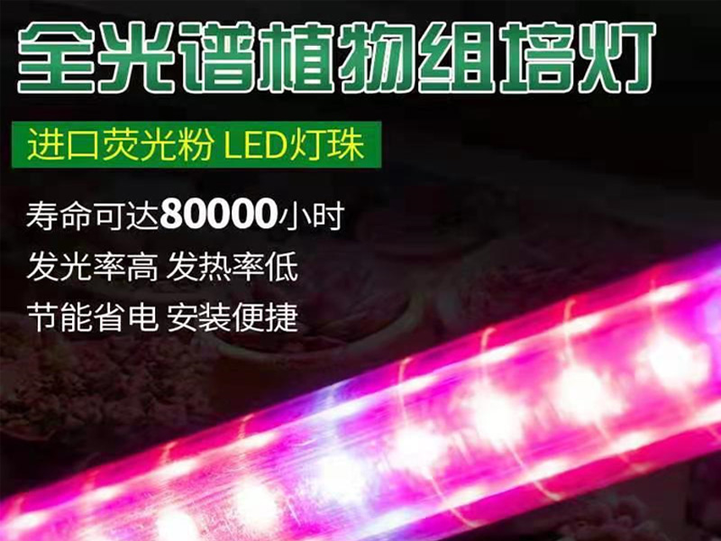 紅藍光LED組培燈