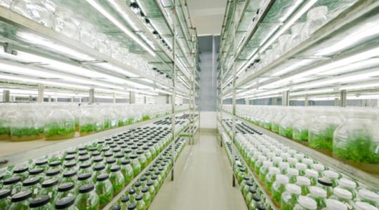 組培快繁 組培快繁