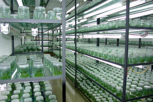 組培快繁 組培快繁