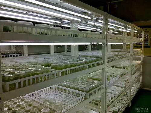 組培實驗室 組培實驗室