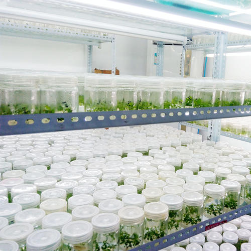 植物組織培養