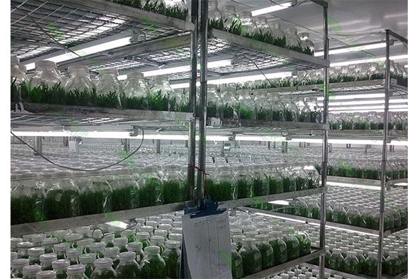 植物組培室 植物組培室