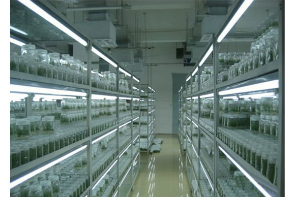植物組培室 植物組培室