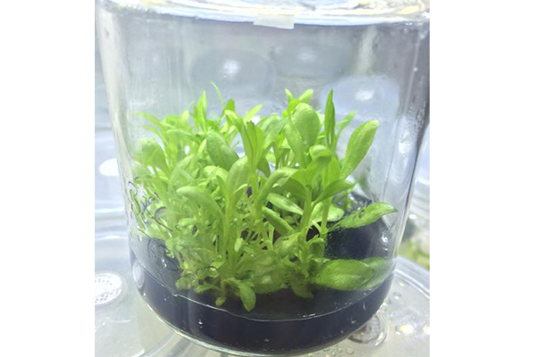 組培室的管理與使用 組培室的管理與使用