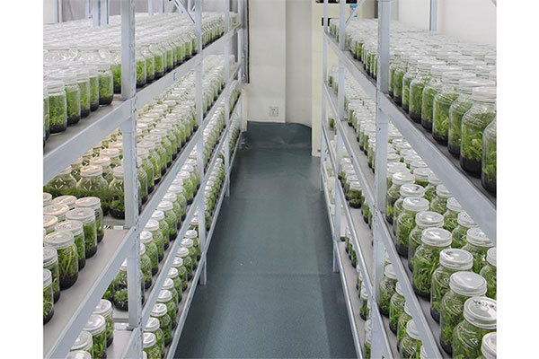 植物組織培養 植物組織培養