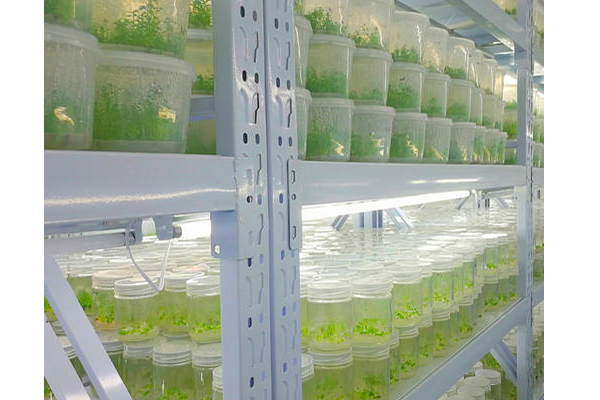 植物組織培養 植物組織培養