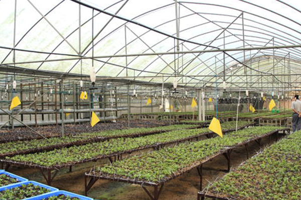 植物組織培養 植物組織培養