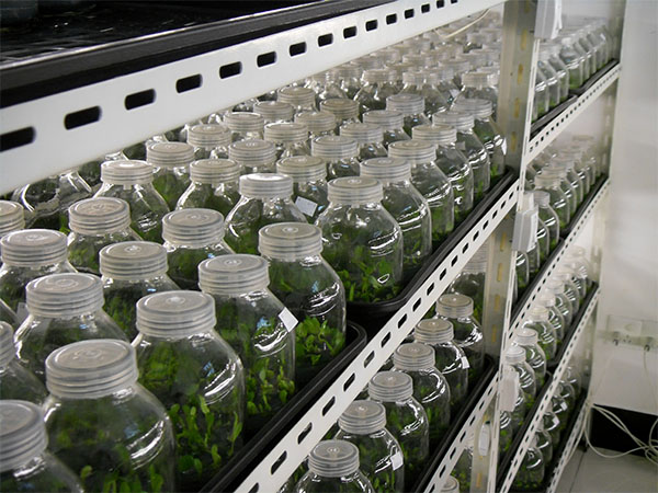 組培儀器 組培儀器