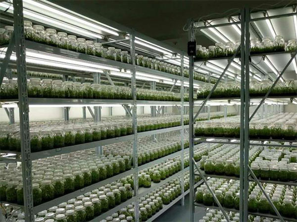 組培設(shè)備 組培設(shè)備