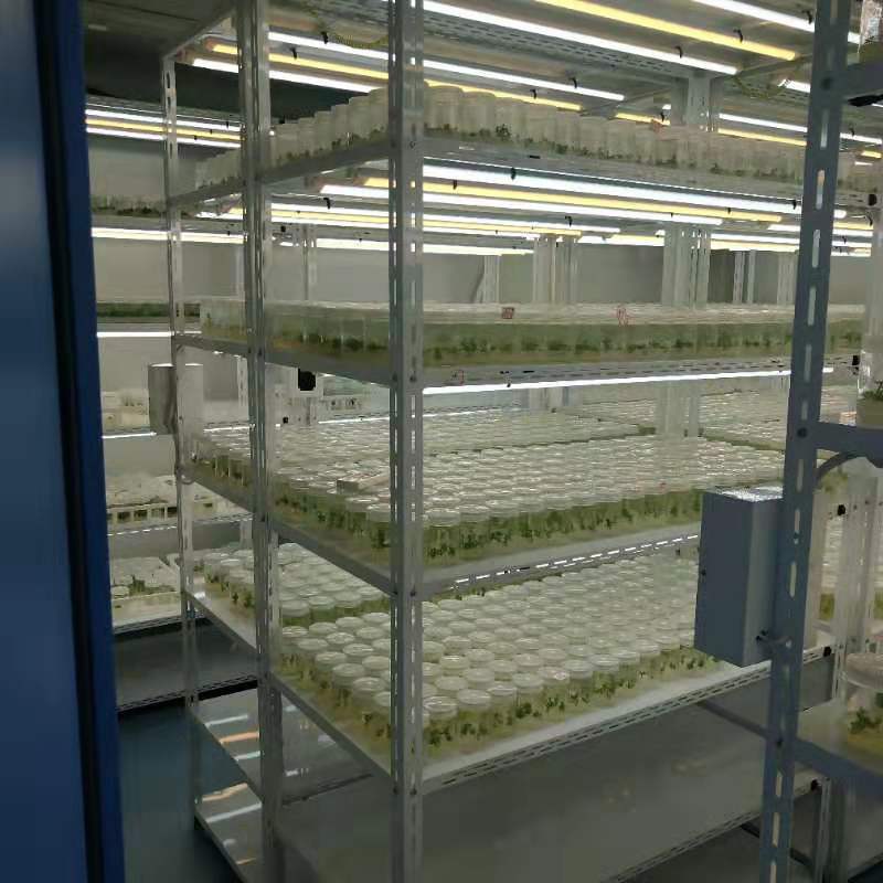 組培儀器 組培儀器