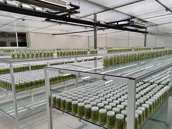 組培架生產(chǎn)廠家 組培架生產(chǎn)廠家