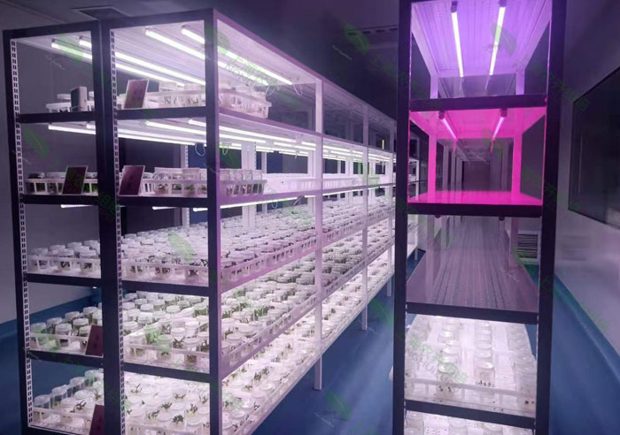 組培室. 組培室.