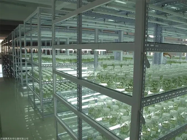 組培室設(shè)計(jì)建設(shè)廠家 組培室設(shè)計(jì)建設(shè)廠家