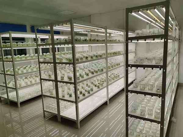 組培室設(shè)計(jì) 組培室設(shè)計(jì)