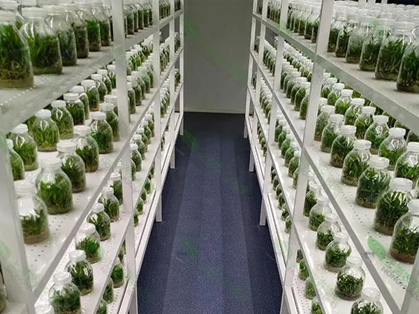 組培室設計和建設 組培室設計和建設