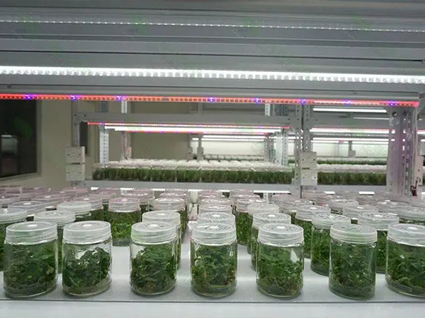 組培室設(shè)計建設(shè) 組培室設(shè)計建設(shè)