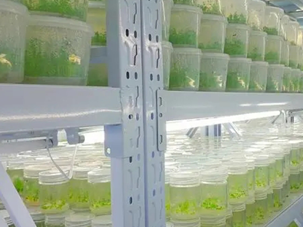 組培室設(shè)計建設(shè)公司 組培室設(shè)計建設(shè)公司