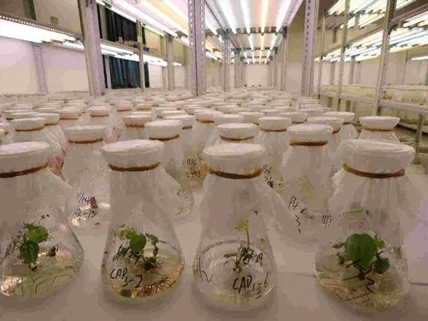 組培室設計建設