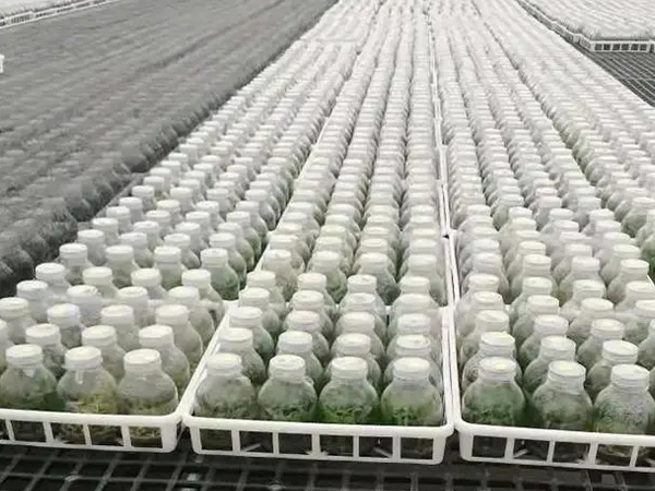 組培室設計建設公司