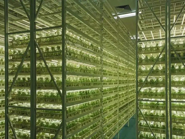 組培室設計 組培室設計