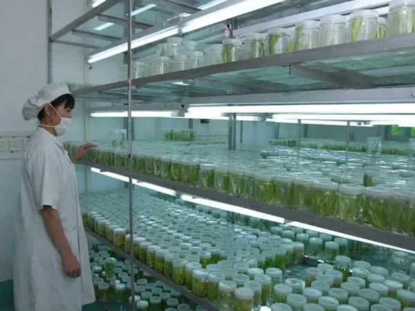 植物組織培養架 植物組織培養架