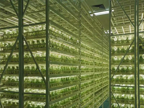 組培室設(shè)計(jì).jpg 組培室設(shè)計(jì).jpg